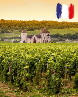 Франция е може би най-известната страна-винопроизводител в света. Много от нейните вина са моделите, на които други винари се опитват да подражават.