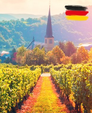 Germany has one of the coldest, shortest growing seasons of all the major wine-growing regions. This is the reason why only a few grape varieties can reach a good ripeness.