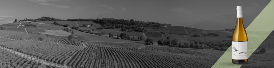 Седмица на Совиньон Блан