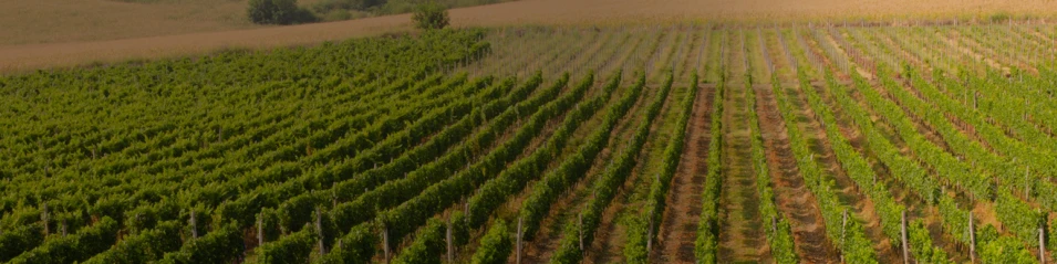 Дунавска равнина