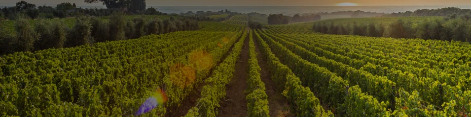 Розовата долина