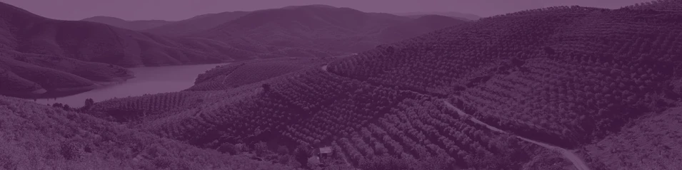 Испания & Португалия | FINE WINES