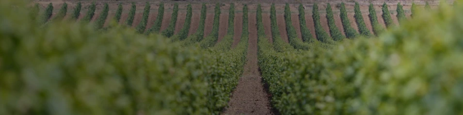 Долината на Струма