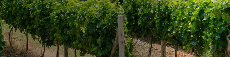 Тракийска низина