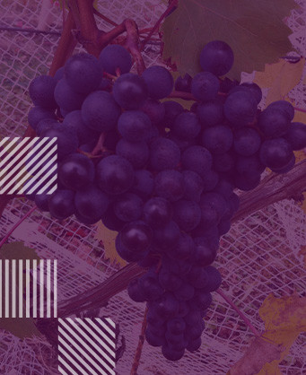 Dolcetto