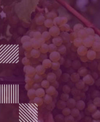 Fiano