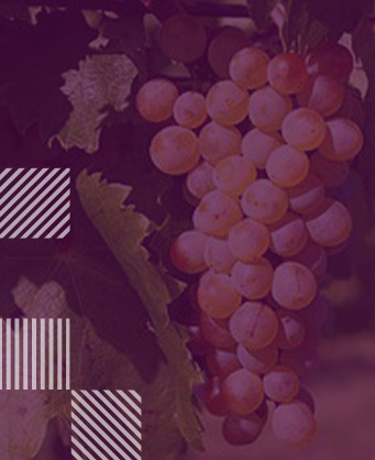 Furmint