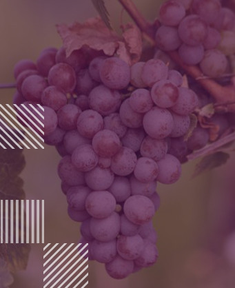 Gewürztraminer