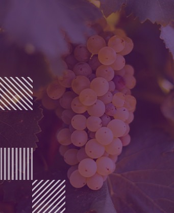 Grenache Blanc