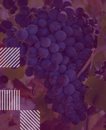 Nero d'Avola