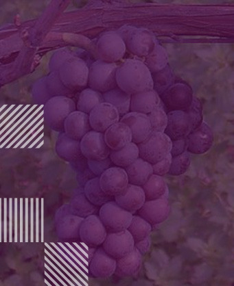 Pinot Gris